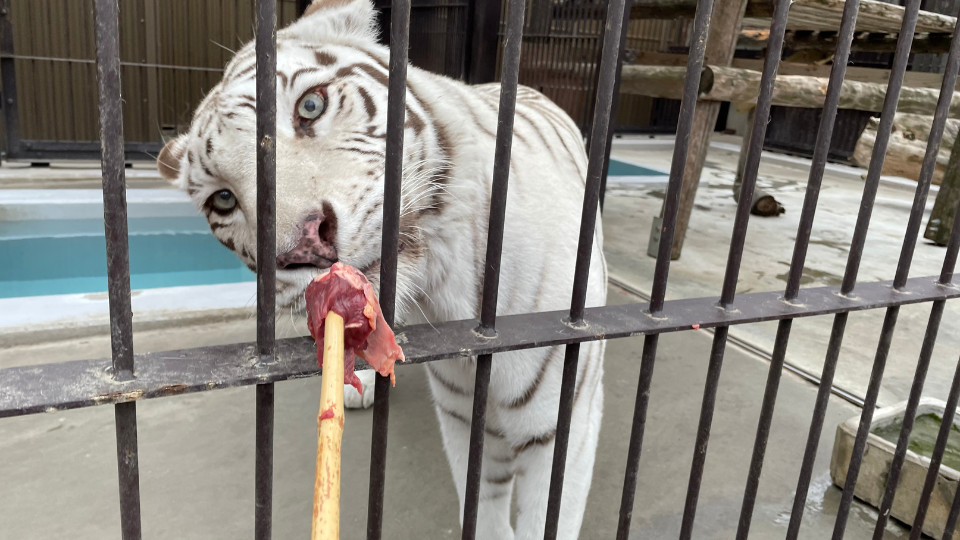 ホワイトタイガー